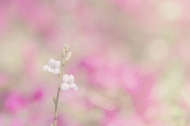 çiçekler yumuşak tarzı arka planı için bir renk ayarlaması 