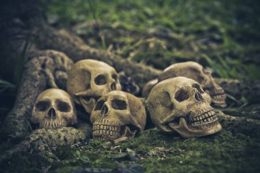 Natürmort kökleri üzerinde insan kafatası ile 