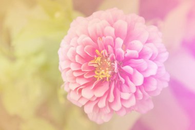 yumuşak styl bir renk ayarlama zinnia elegans pembe çiçekler