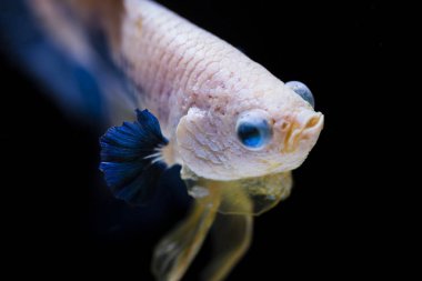 Siyam Balığı (Betta splendens) ile güzel bir balık 