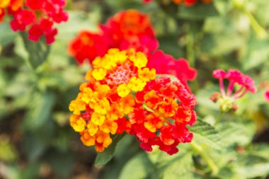 Güzel renkli çit çiçek, Lantana, ağlayan Lantana camara
