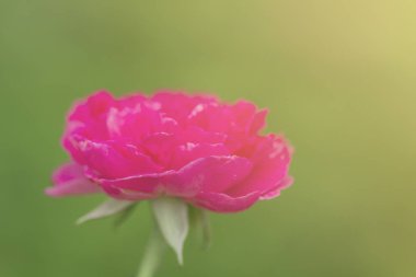 Kırmızı güller yakın çekim