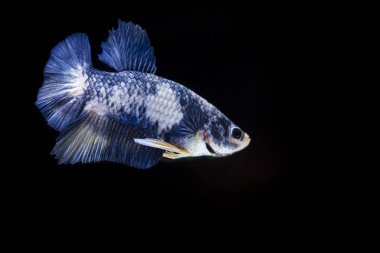 Siyam Balığı (Betta splendens) ile güzel bir balık 