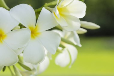 Beyaz Plumeria veya Frangipani çiçek saflığı. önemli çiçeği