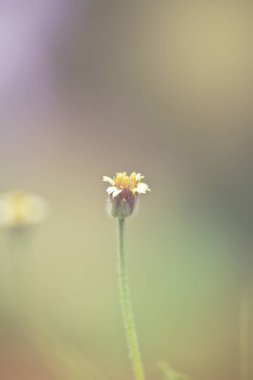 Yeşil çim ve sahada küçük beyaz çiçekler. güzel toplamı