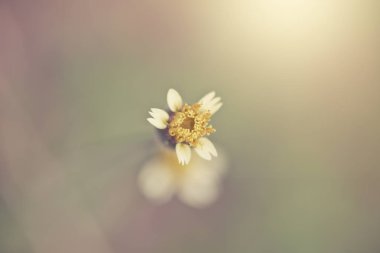 Yeşil çim ve sahada küçük beyaz çiçekler. güzel toplamı