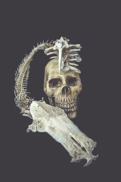 Natureza morta com um crânio — Fotografia de Stock
