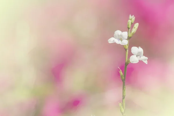 As flores um ajuste de cor no estilo suave para o fundo — Fotografia de Stock