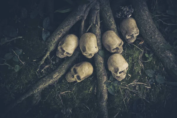Still Life com crânio humano nas raízes — Fotografia de Stock