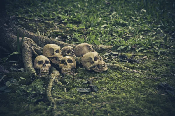 Still Life with human skull  on the roots — Stock Photo, Image