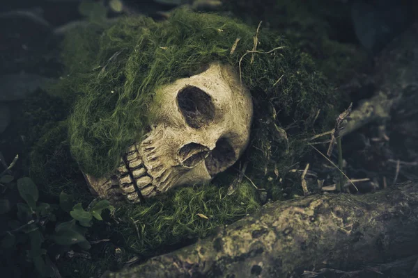 Naturaleza muerta con cráneo humano en las raíces — Foto de Stock