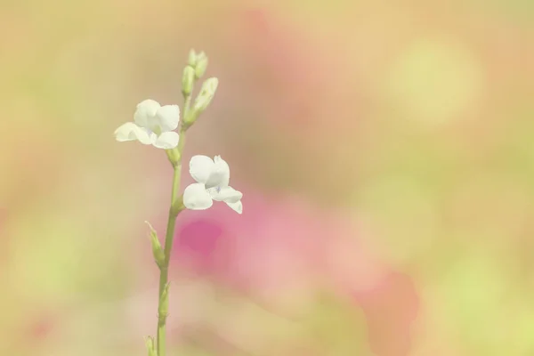 De bloemen een kleuraanpassing in zachte stijl voor achtergrond — Stockfoto
