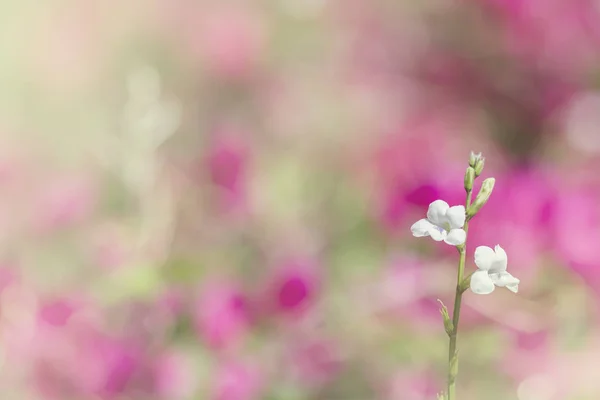 De bloemen een kleuraanpassing in zachte stijl voor achtergrond — Stockfoto