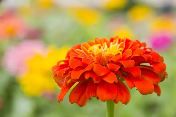 Zinnia elegans closeup Růžové květiny v zahradě jako bac — Stock fotografie