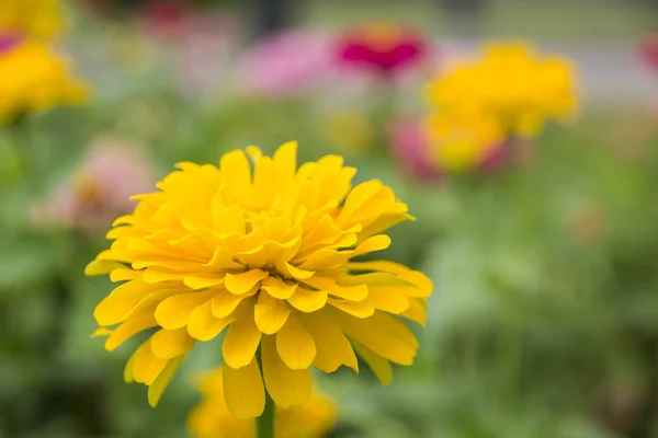 Zinnia elegans 特写粉红色的花在花园里用作 bac — 图库照片