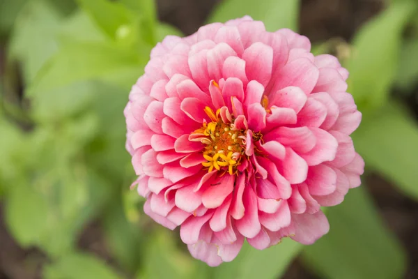 Bac olarak kullanılmak üzere bahçede Zinnia elegans closeup pembe çiçek