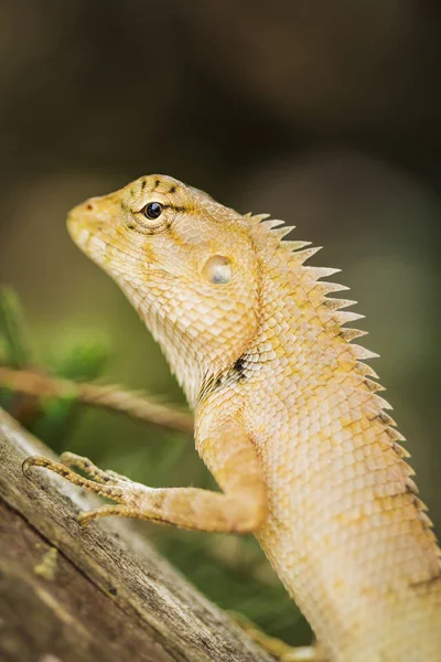 Top lizards climbing trees — Stock Photo, Image