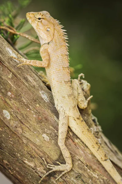 Top lizards climbing trees — Stock Photo, Image