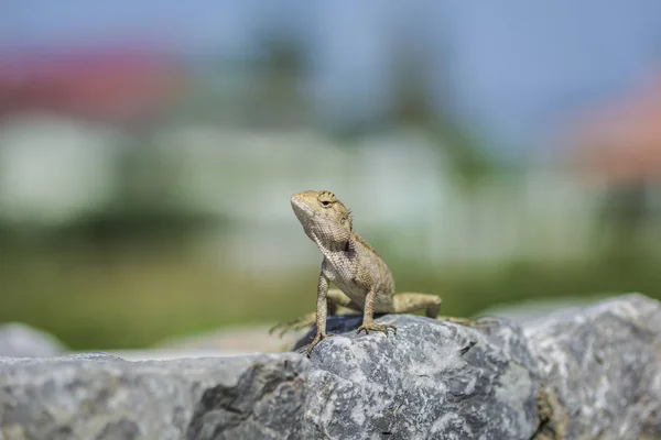 Asijský ještěr lezení na kamenité půdě, hledáte něco — Stock fotografie