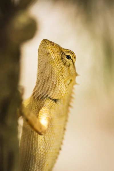 Top lizards climbing trees — Stock Photo, Image