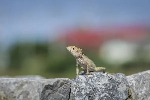 Азиатская ящерица карабкается по скалистой земле, ищет что-то — стоковое фото
