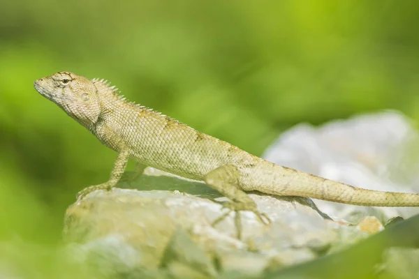 Lagarto asiático subindo em terreno rochoso, à procura de algo — Fotografia de Stock