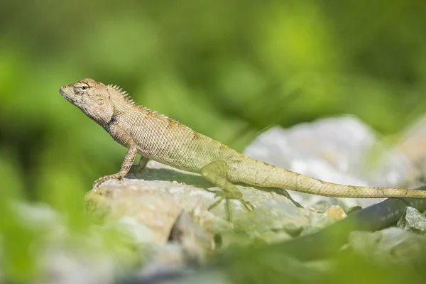 Asian lizard climbing on rocky ground, looking for something — Stock Photo, Image