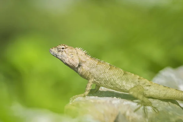 Lagarto asiático subindo em terreno rochoso, à procura de algo — Fotografia de Stock