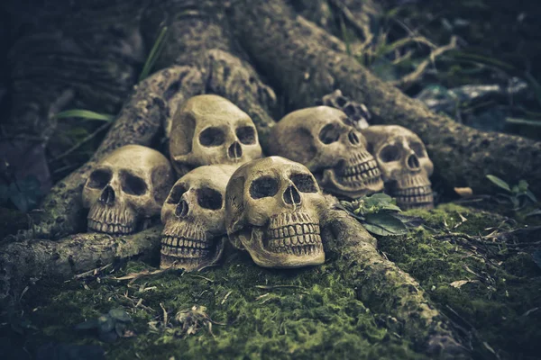 Martwa natura z ludzkiej czaszki na korzenie — Zdjęcie stockowe