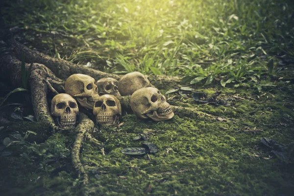 Martwa natura z ludzkiej czaszki na korzenie — Zdjęcie stockowe