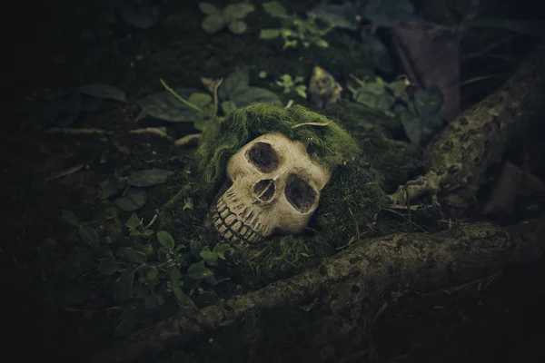 Naturaleza muerta con cráneo humano en las raíces —  Fotos de Stock