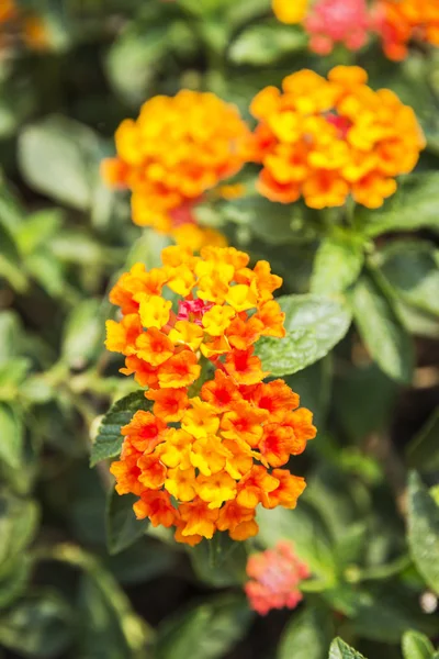 Bela flor de sebe colorida, Lantana chorando, Lantana camara — Fotografia de Stock