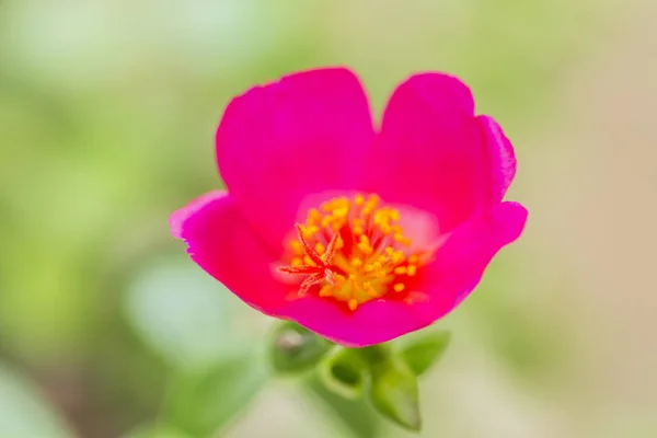 Common purslane flower — Stock Photo, Image
