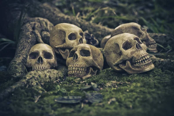 Natürmort kökleri üzerinde insan kafatası ile — Stok fotoğraf