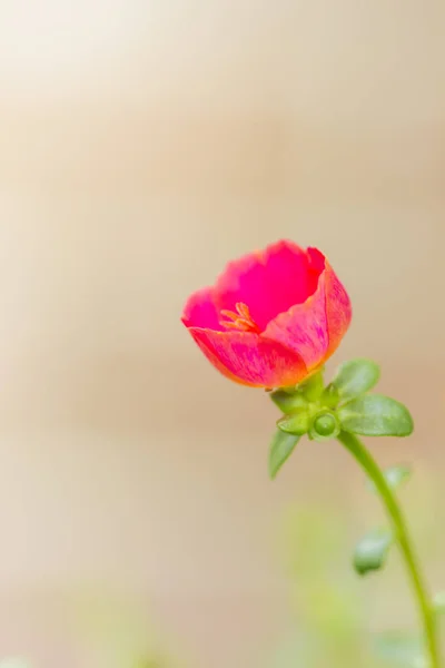 Common purslane flower — Stock Photo, Image