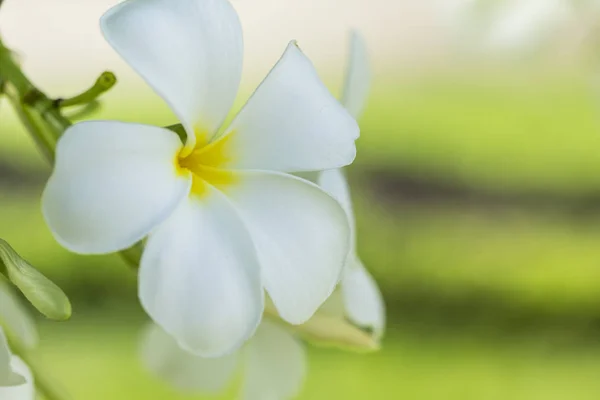Pureza de Plumeria branco ou flores Frangipani. flor de tropi — Fotografia de Stock