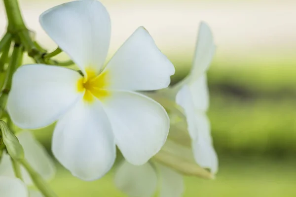 Purity of white Plumeria or Frangipani flowers. blossom of tropi — Stock Photo, Image