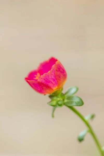 Flor de verdolaga común — Foto de Stock