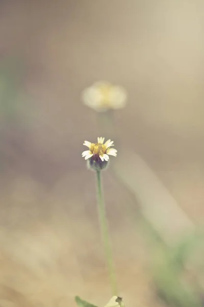 Πράσινη χλόη και τα μικρά λευκά λουλούδια στο πεδίο. όμορφη άθροισμα — Φωτογραφία Αρχείου
