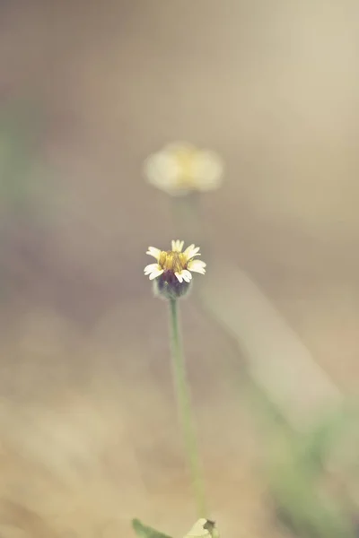 Groen gras en kleine witte bloemen op het veld. mooie som — Stockfoto