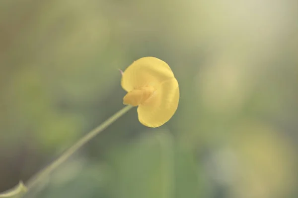 Hierba verde y pequeñas flores blancas en el campo. hermosa suma — Foto de Stock