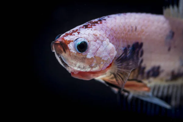 싸우는 물고기 (Betta splendens)와 아름 다운 물고기 — 스톡 사진