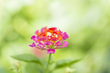 Güzel renkli çit çiçek, Lantana, ağlayan Lantana camara