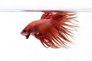 Siyam Balığı (Betta splendens) ile güzel bir balık 