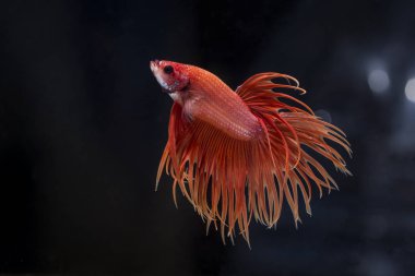 Siyam Balığı (Betta splendens) ile güzel bir balık 