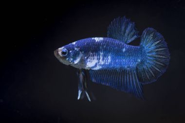 Siyam Balığı (Betta splendens) ile güzel bir balık 