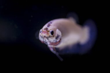 Siyam Balığı (Betta splendens) ile güzel bir balık 