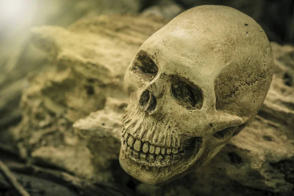 insan kafatası ile natürmort 