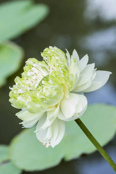 Lotus flower and Lotus flower plants use as background — Stock Photo, Image