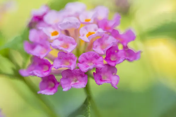 Bela flor de sebe colorida, Lantana chorando, Lantana camara — Fotografia de Stock